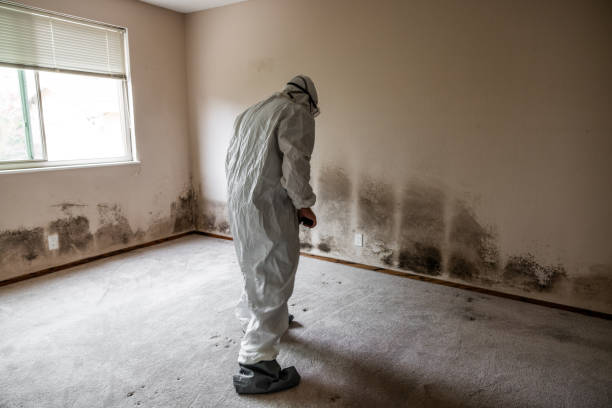 Best Commercial Mold Remediation in Homerville, GA